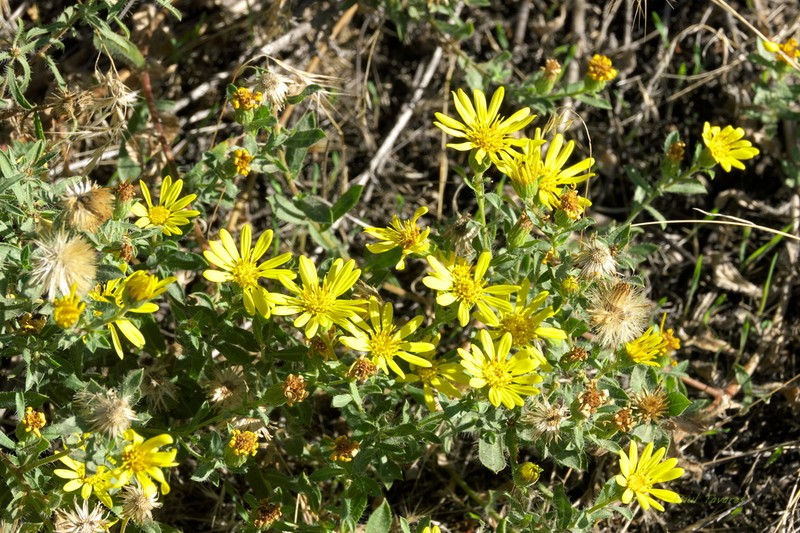Spokane False Goldenaster