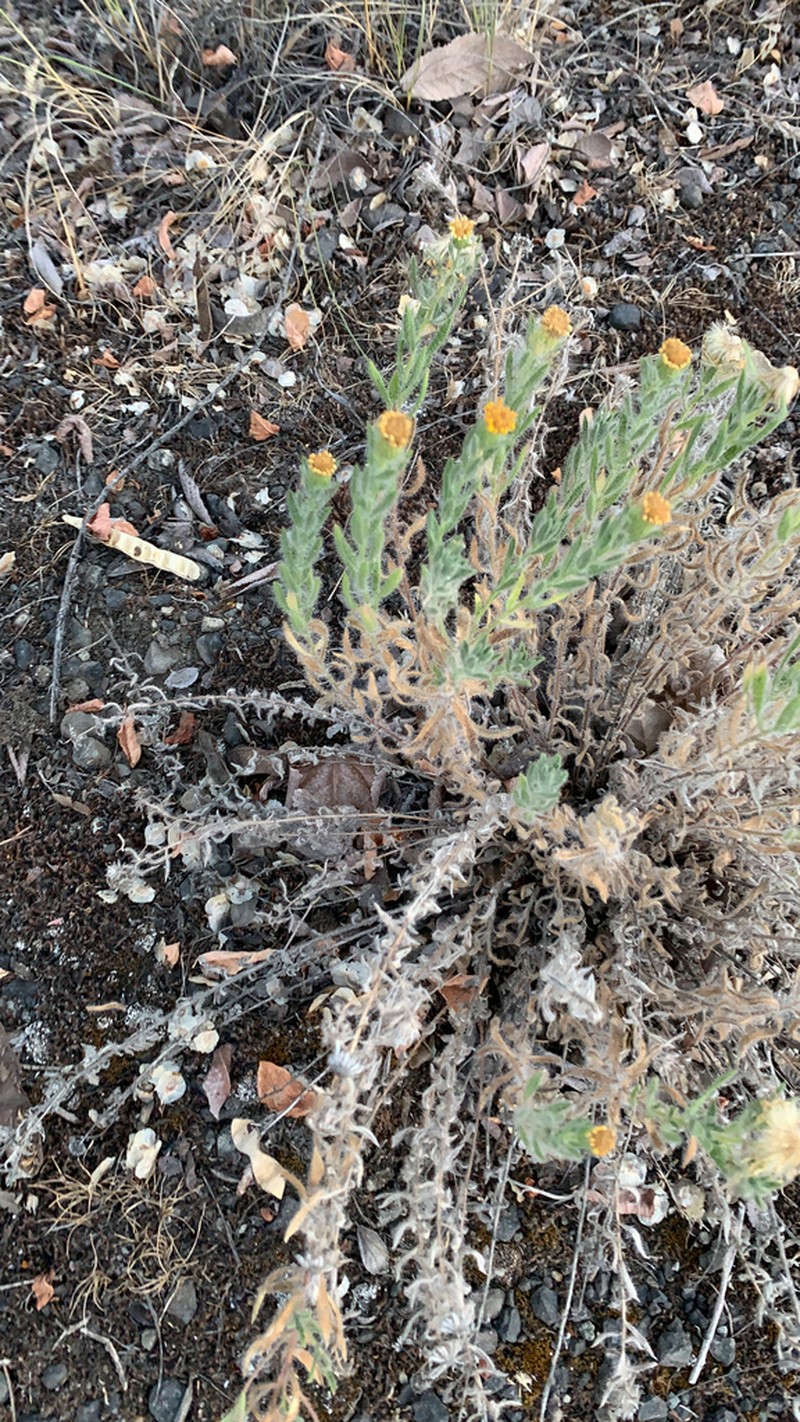 Spokane False Goldenaster photo 2