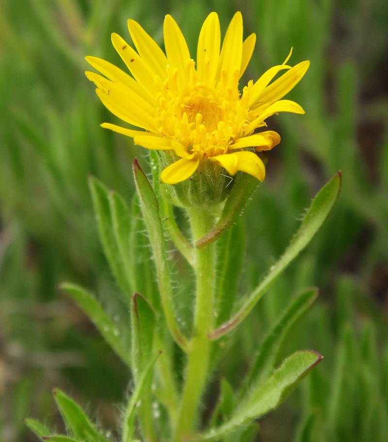 Spokane False Goldenaster photo 3