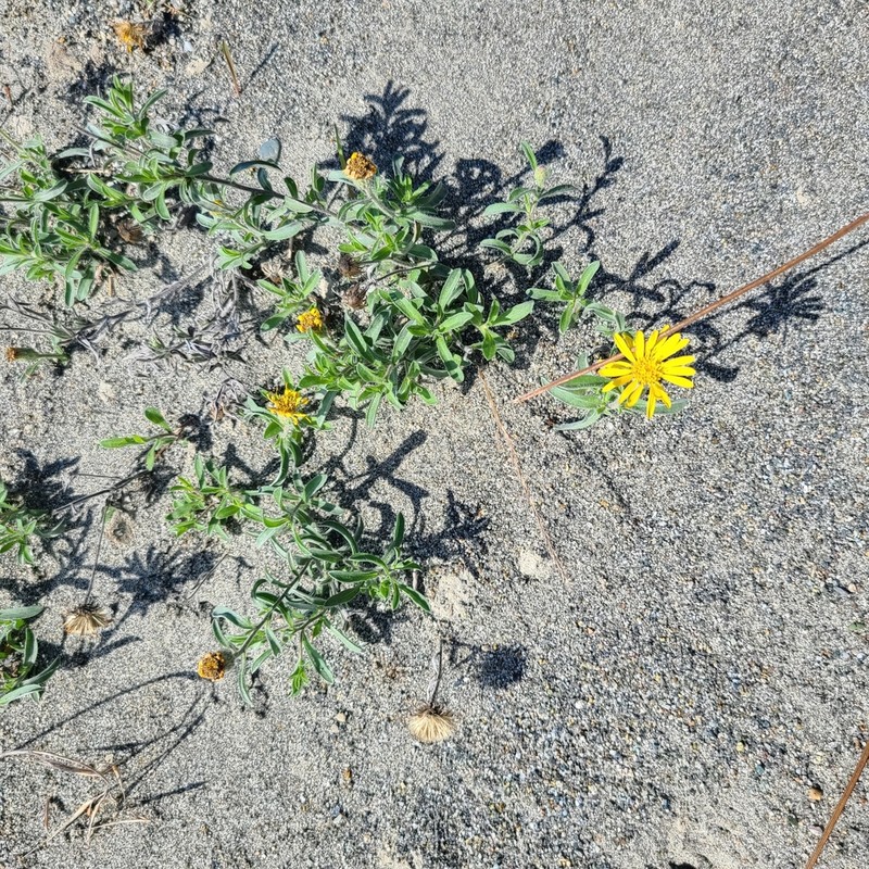 Spokane False Goldenaster photo 4