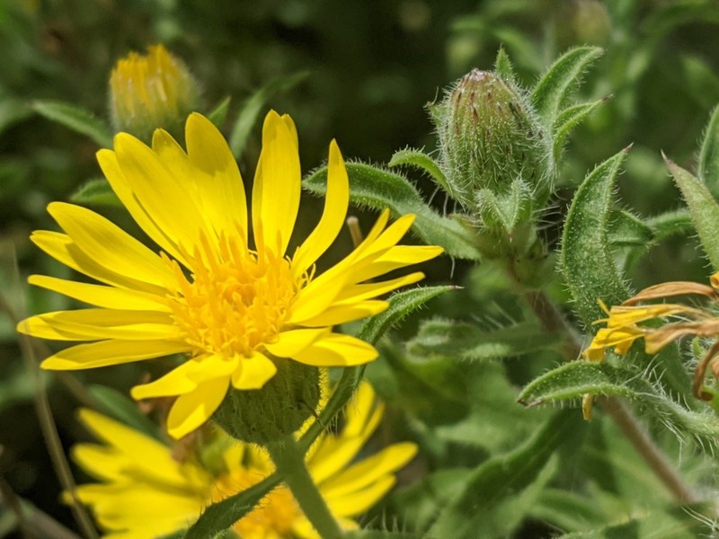 Spokane False Goldenaster photo 5