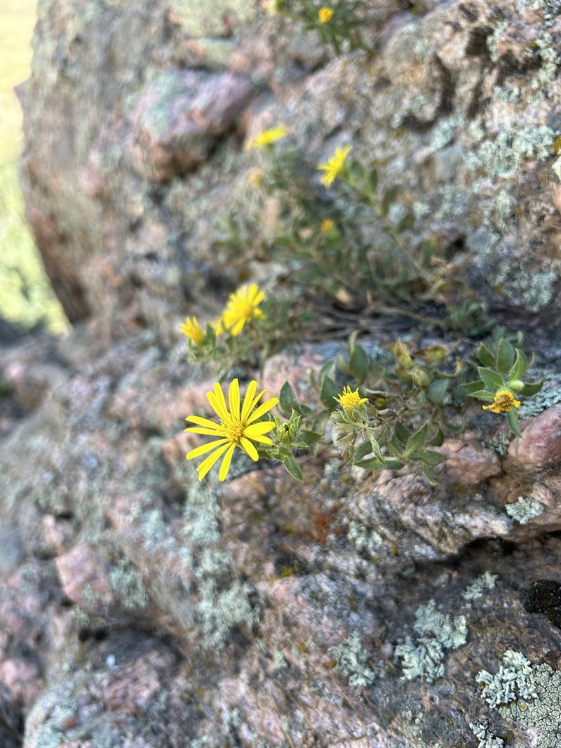 Spokane False Goldenaster photo 6