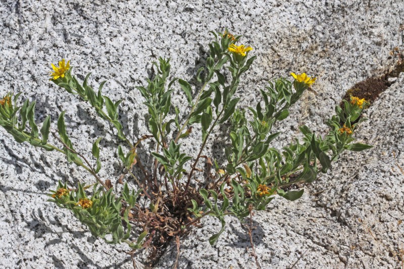 Spokane False Goldenaster photo 7