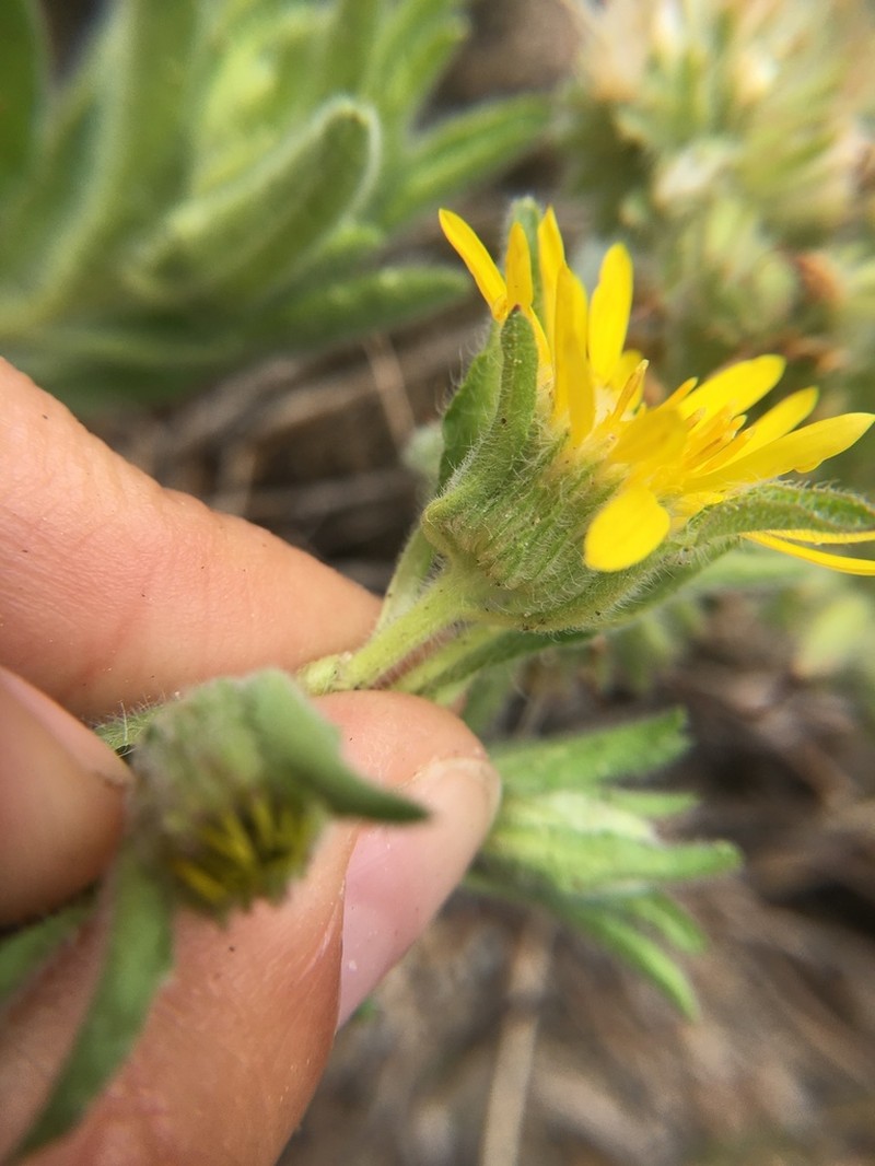 Spokane False Goldenaster photo 8