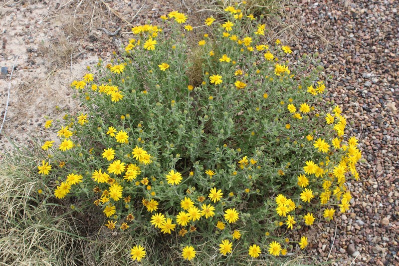 Heterotheca hirsutissima