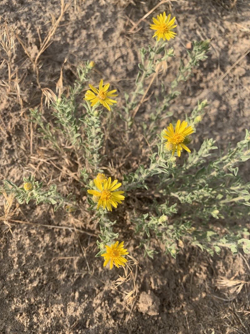 Heterotheca hirsutissima photo 2