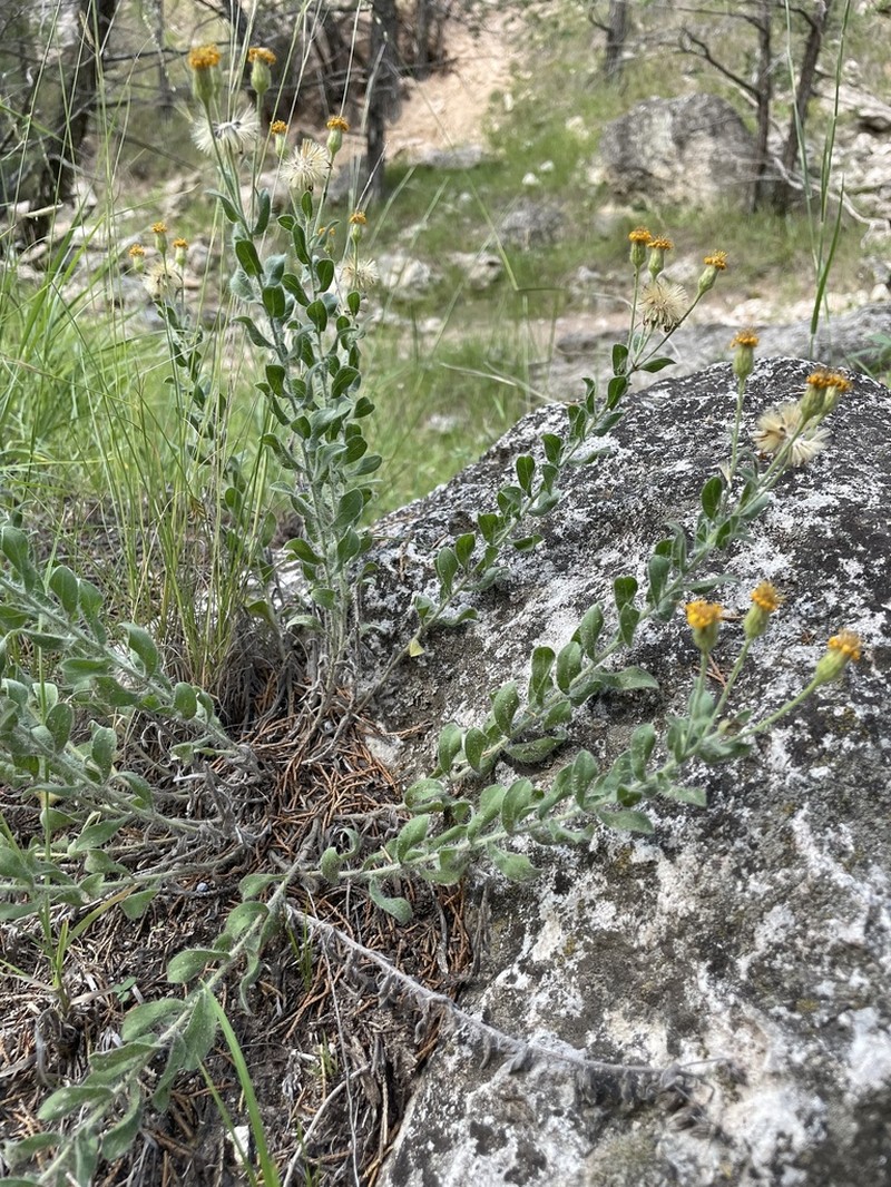 Heterotheca hirsutissima photo 3