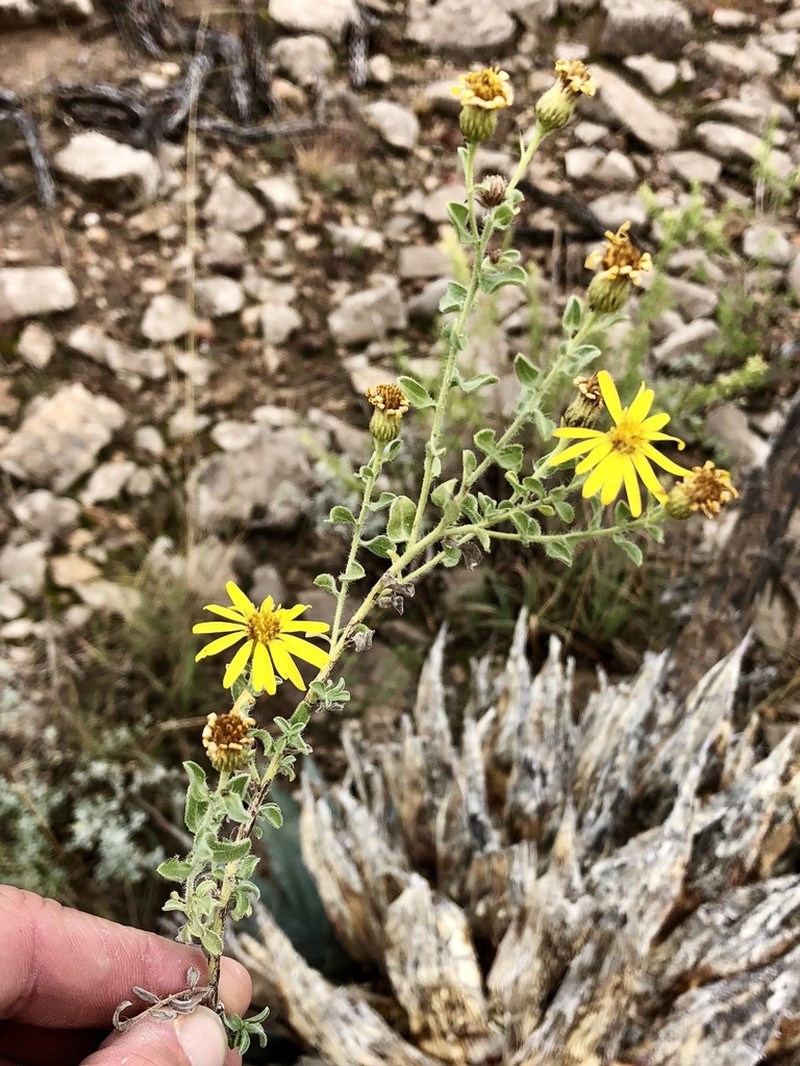 Heterotheca hirsutissima photo 4