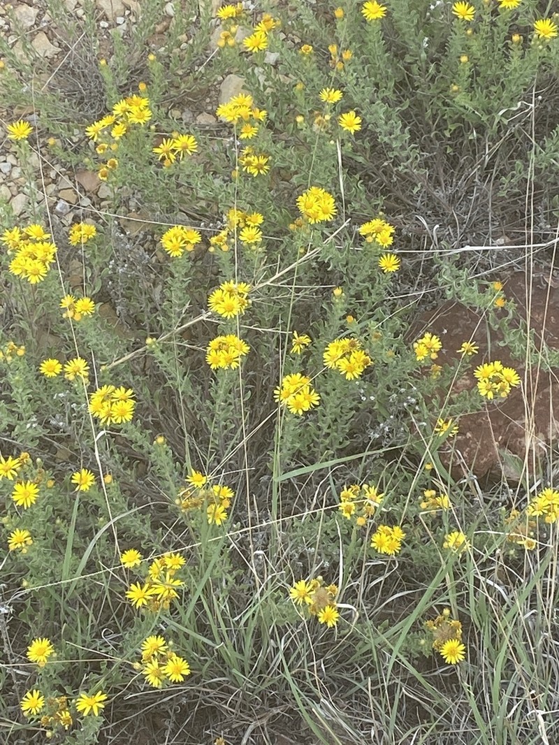 Heterotheca hirsutissima photo 5