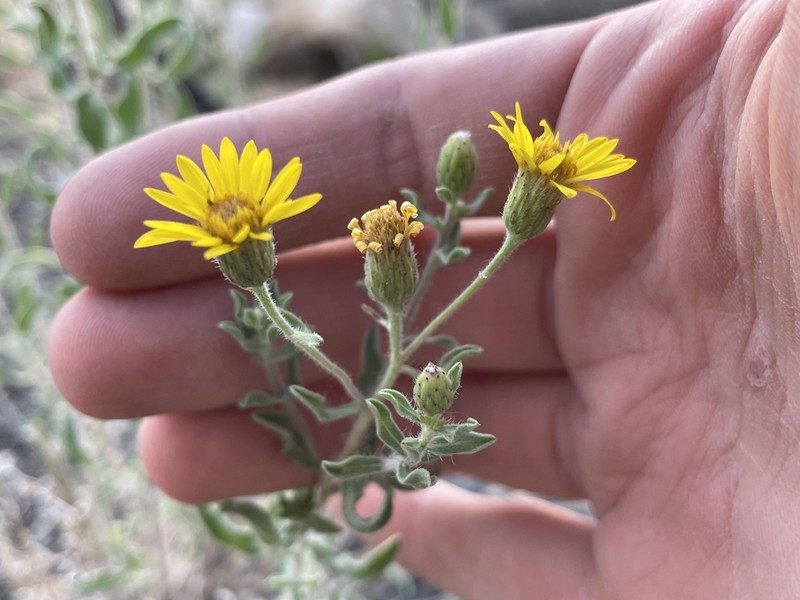 Heterotheca hirsutissima photo 6