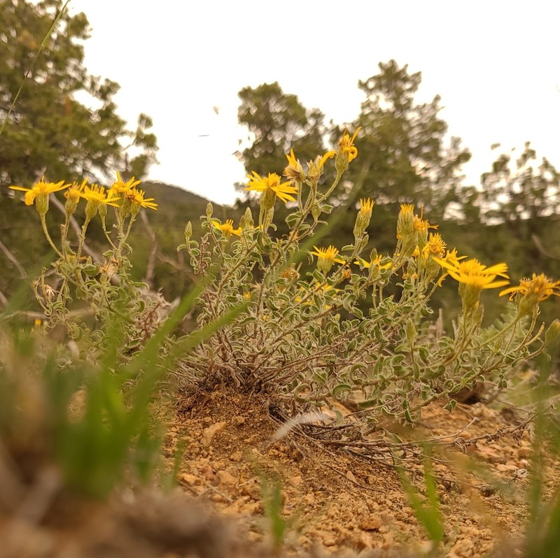 Heterotheca hirsutissima photo 7