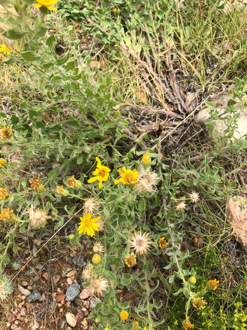 Heterotheca hirsutissima photo 8