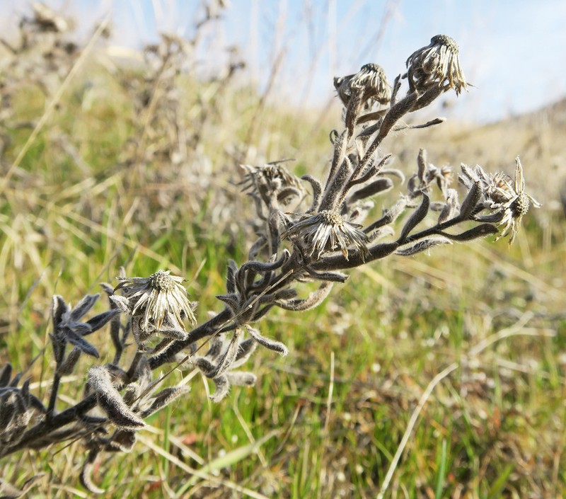 Heterotheca hispida