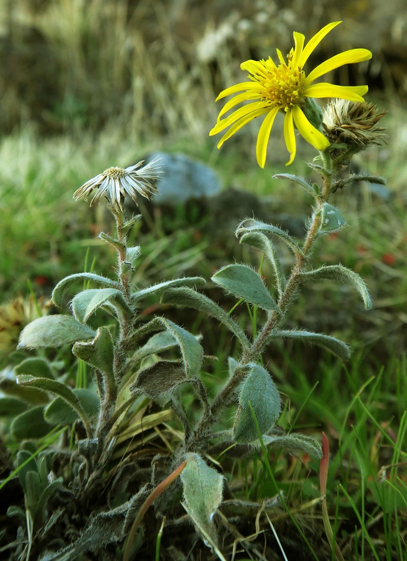 Heterotheca hispida photo 2