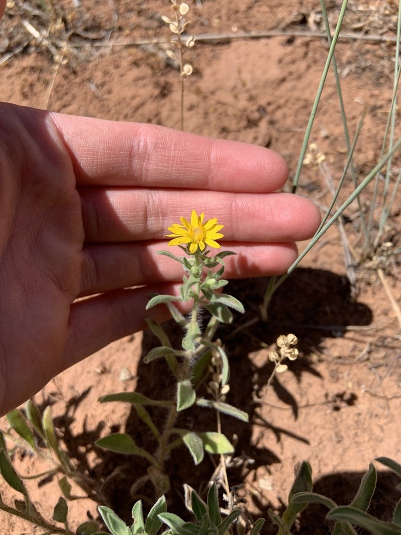 Heterotheca hispida photo 3
