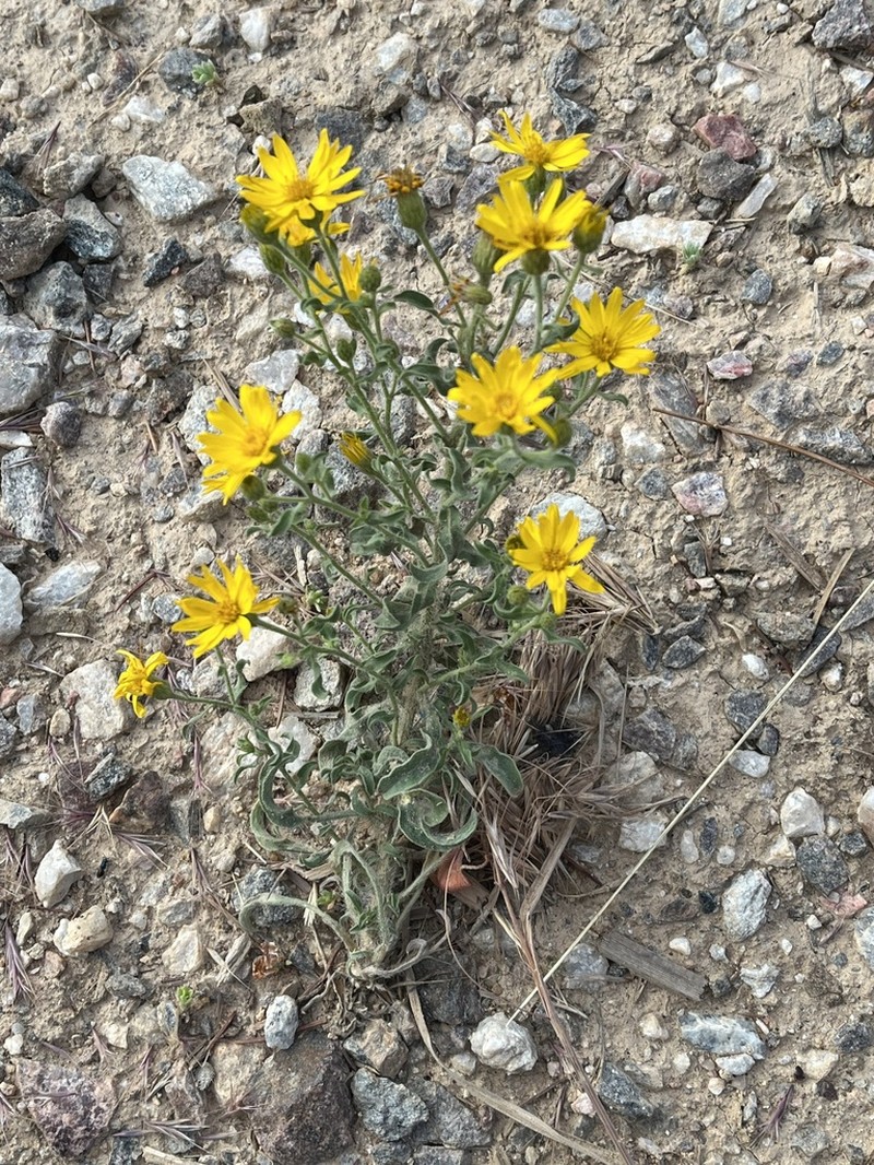 Heterotheca hispida photo 4