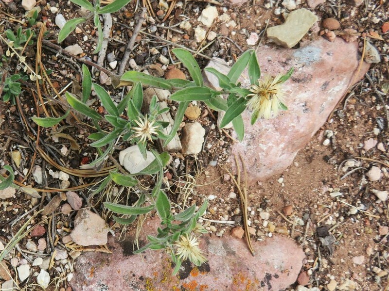 Heterotheca hispida photo 5