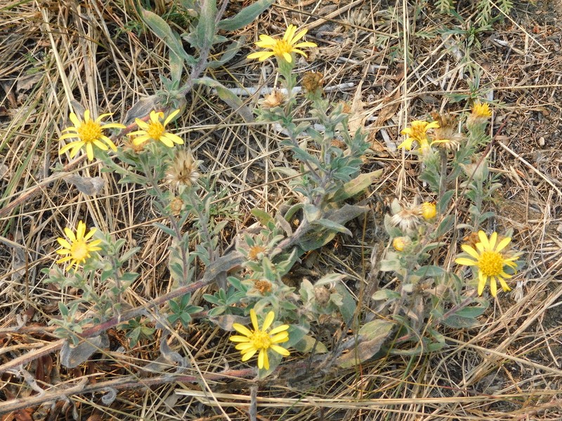 Heterotheca hispida photo 8