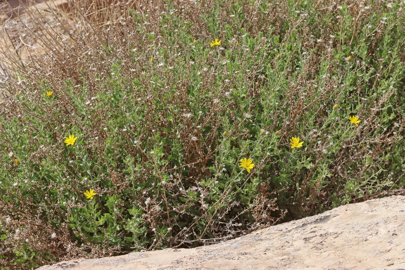 Heterotheca incensa