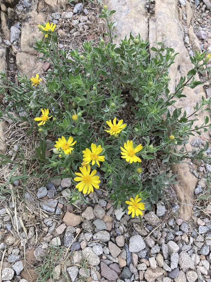 Heterotheca incensa photo 2