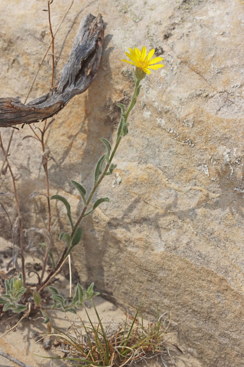Heterotheca incensa photo 3