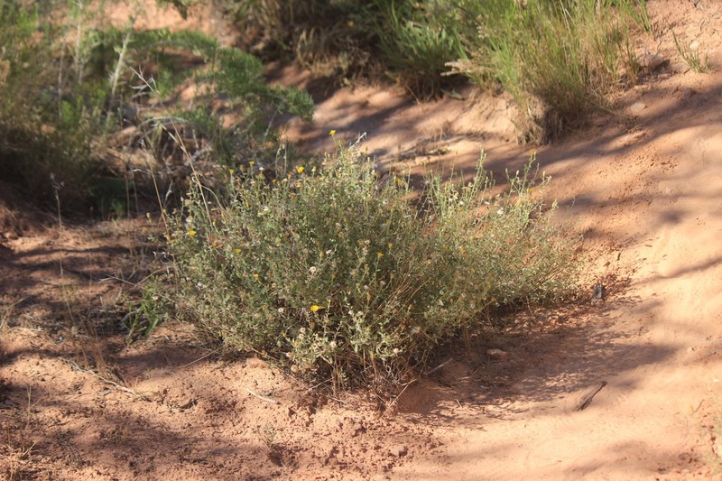 Heterotheca incensa photo 4