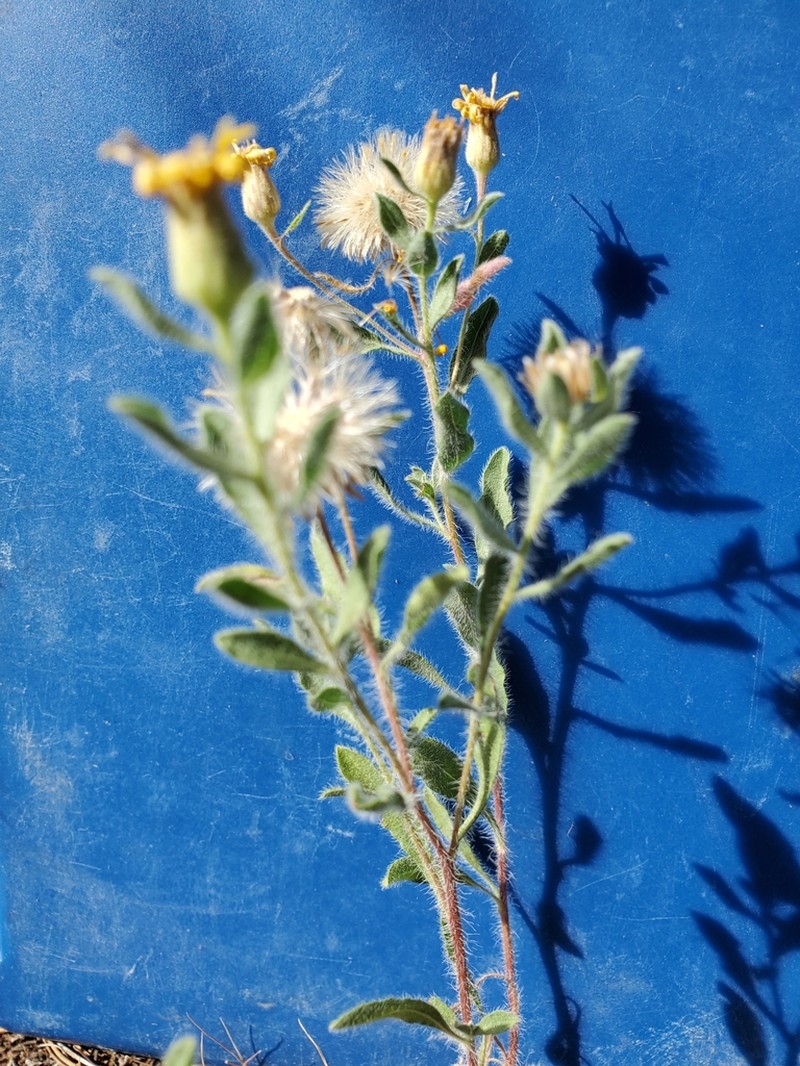 Heterotheca incensa photo 5