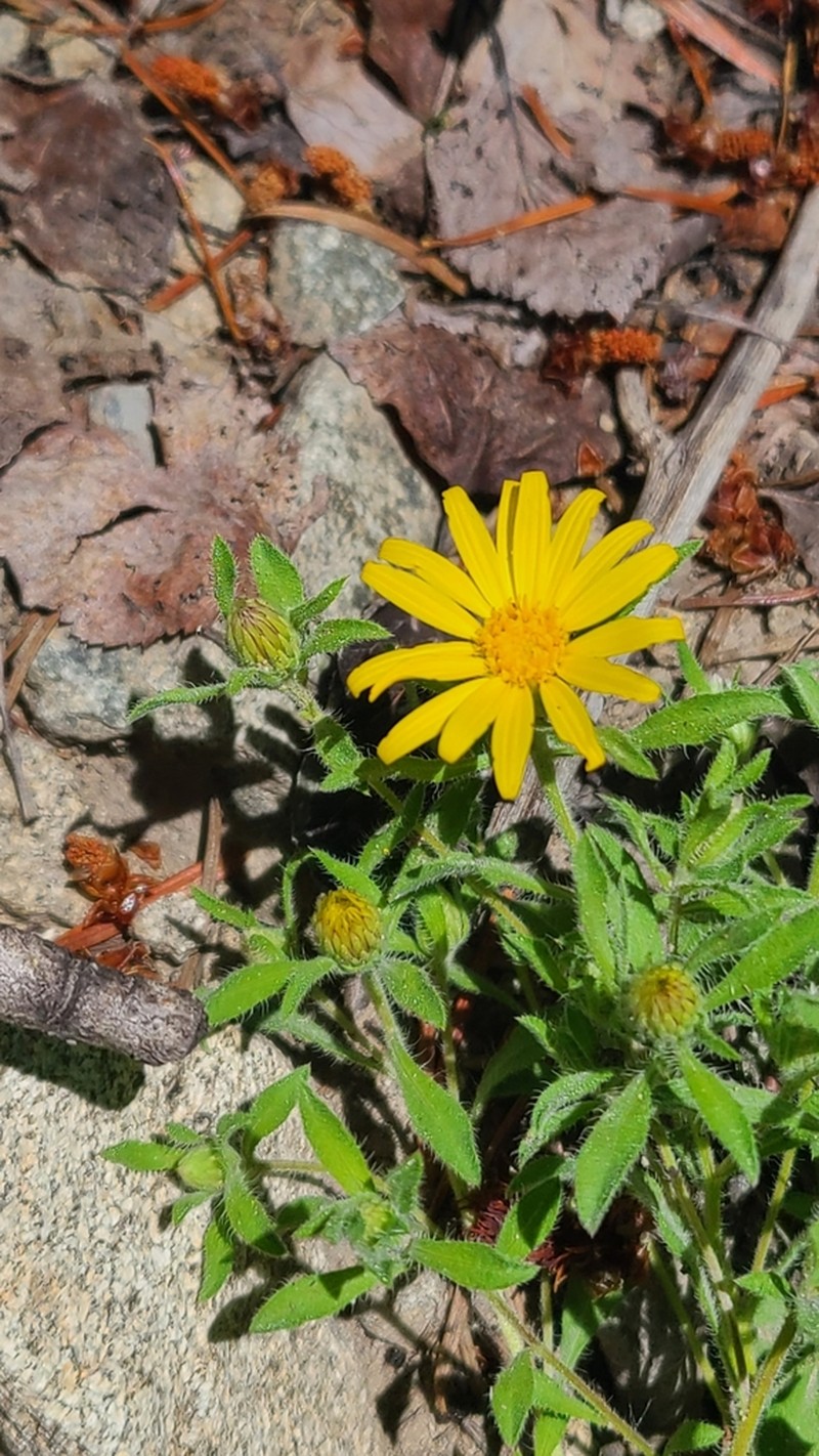 Heterotheca incensa photo 6