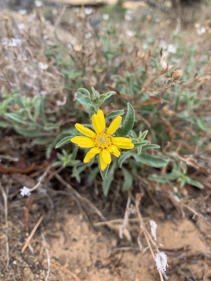 Heterotheca incensa photo 7