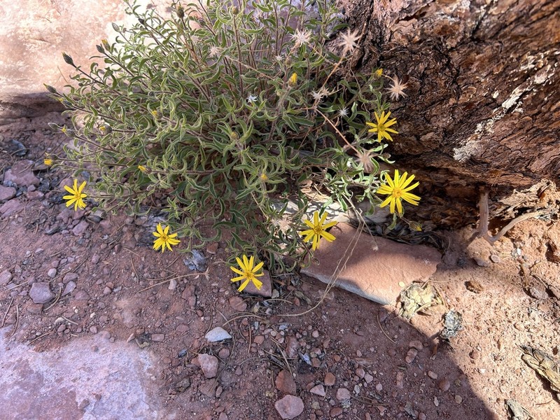 Heterotheca incensa photo 8