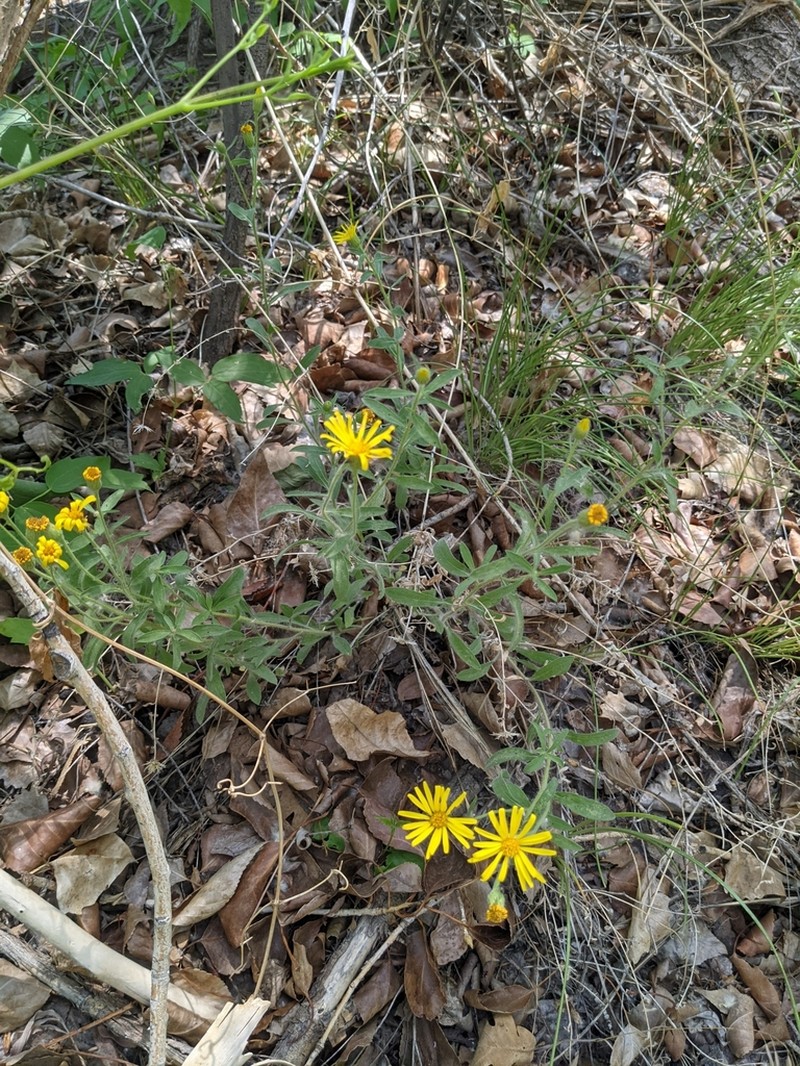 Heterotheca inflata