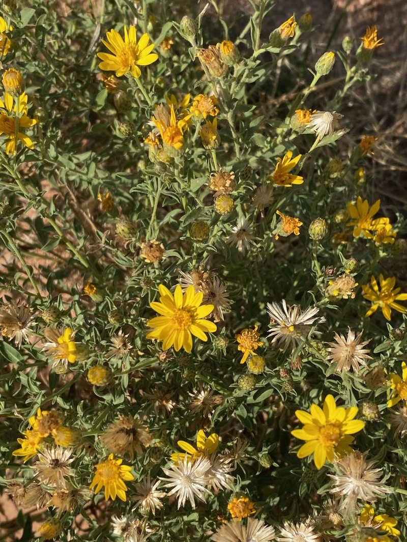Heterotheca inflata photo 2
