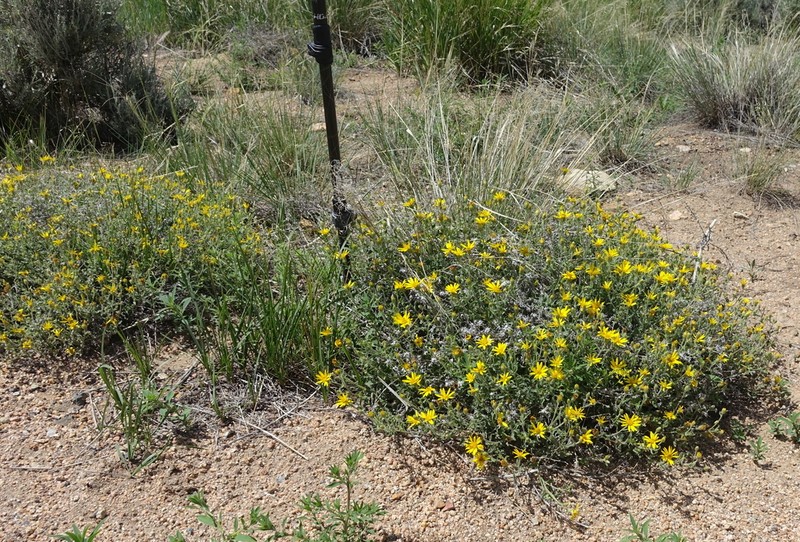 Heterotheca inflata photo 3