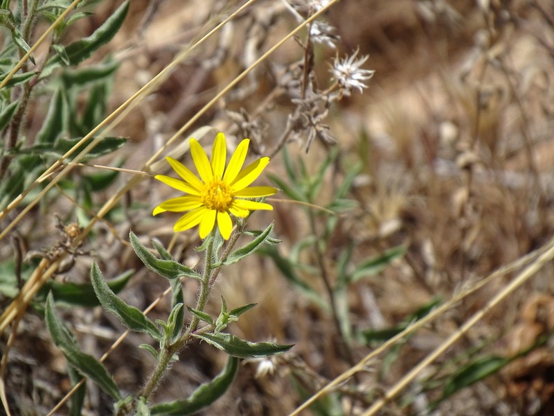 Heterotheca inflata photo 4