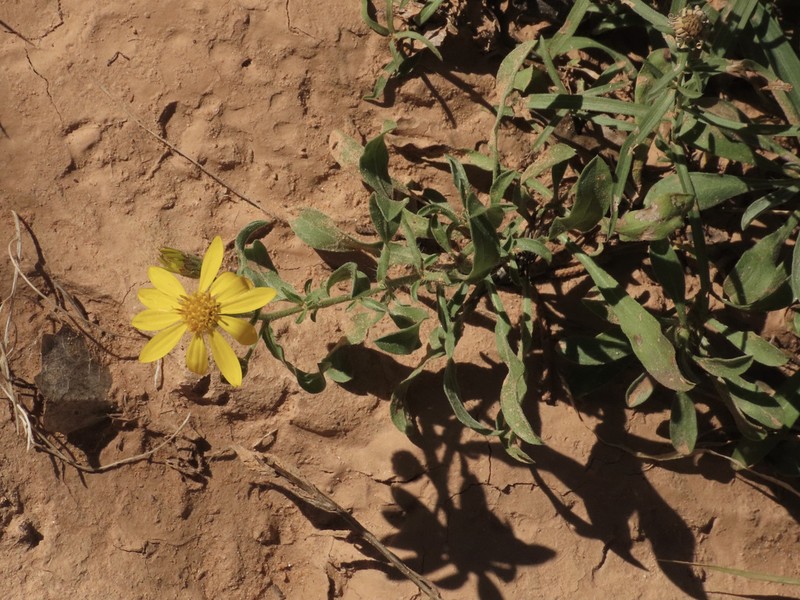 Heterotheca inflata photo 5