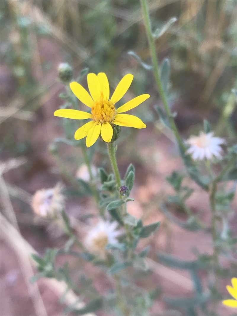 Heterotheca inflata photo 6