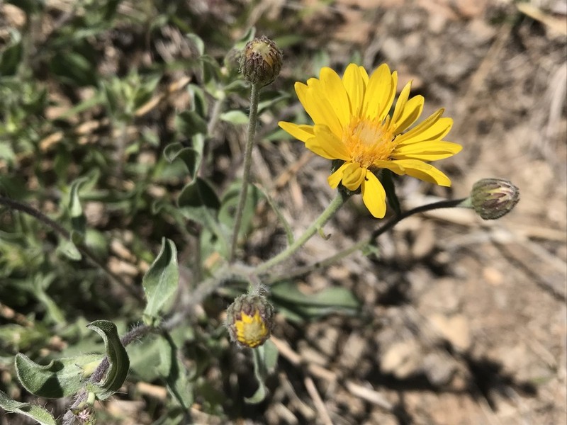Heterotheca inflata photo 7