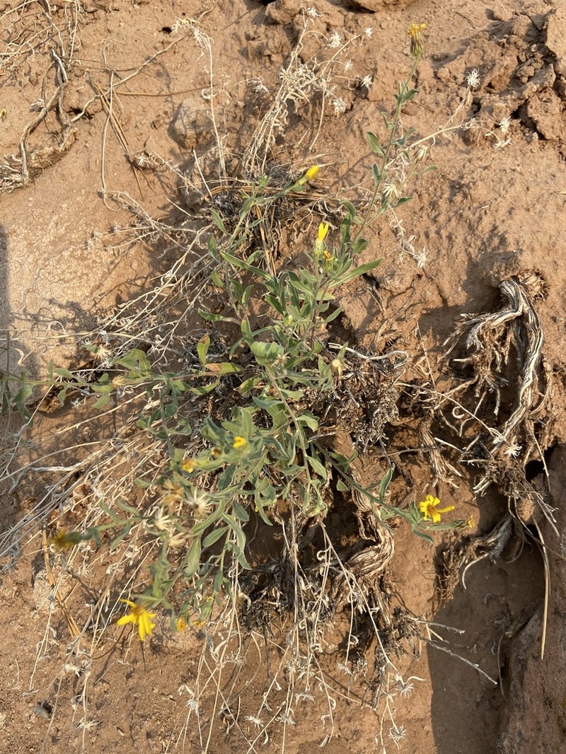 Heterotheca inflata photo 8