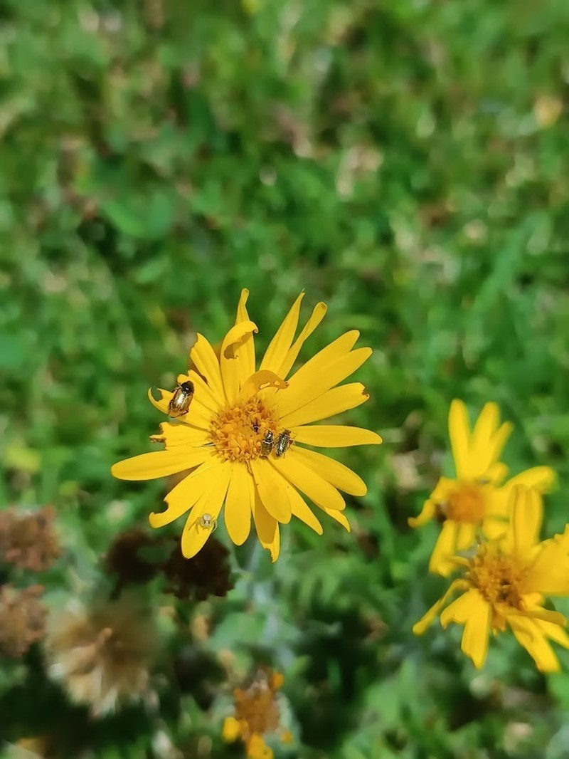 Heterotheca inuloides