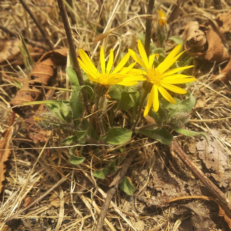 Heterotheca inuloides photo 2