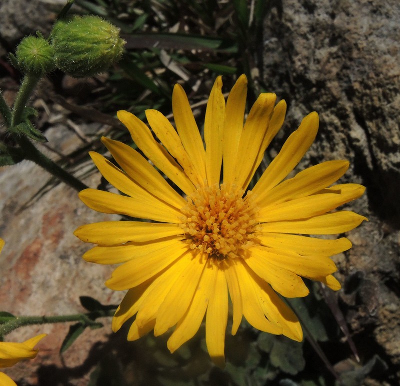 Heterotheca inuloides photo 3