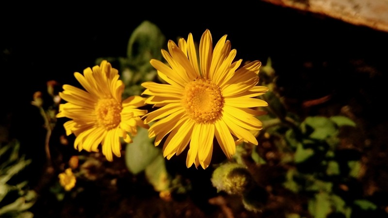 Heterotheca inuloides photo 4