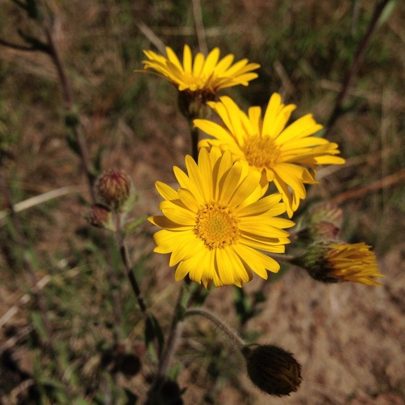 Heterotheca inuloides photo 5