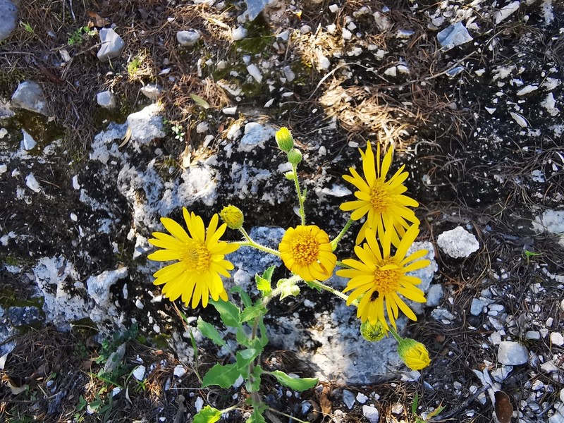 Heterotheca inuloides photo 6