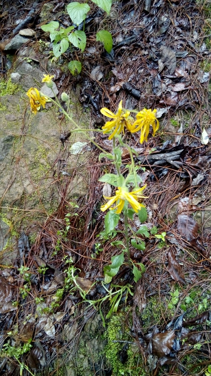 Heterotheca inuloides photo 8