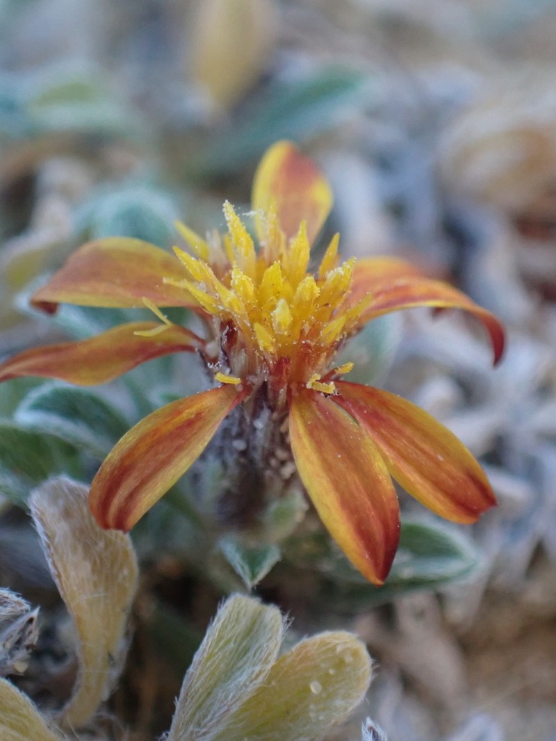 Jones' False Goldenaster