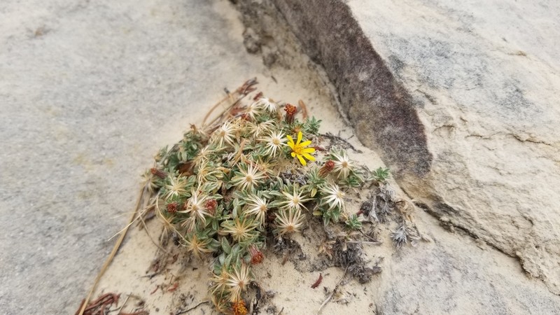 Jones' False Goldenaster photo 2