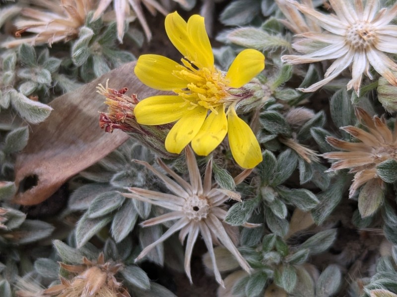 Jones' False Goldenaster photo 3