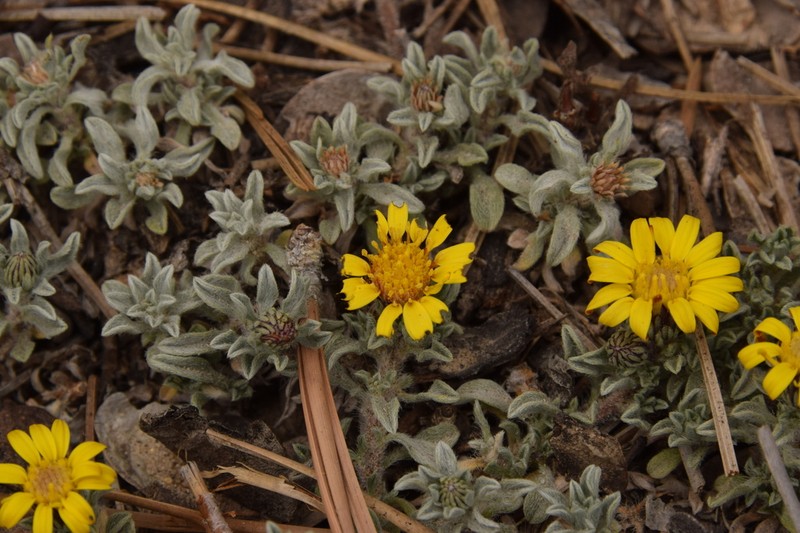 Jones' False Goldenaster photo 4