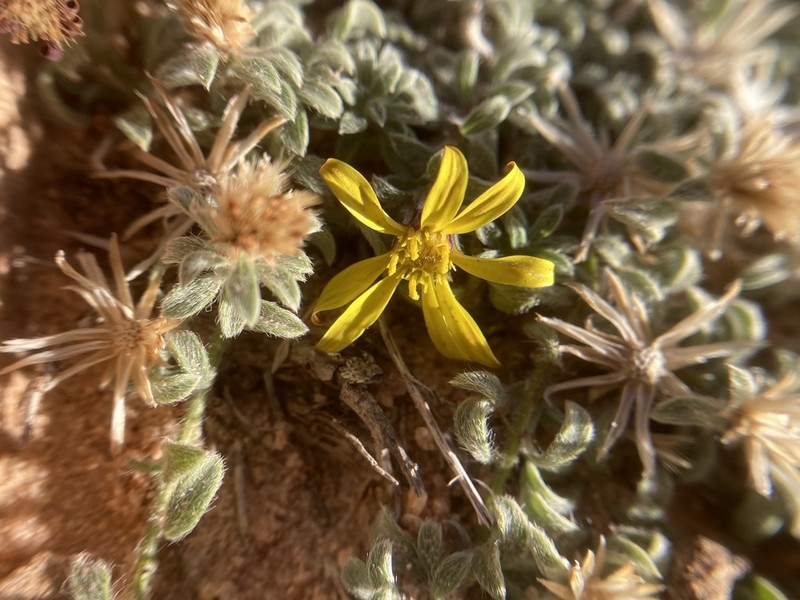 Jones' False Goldenaster photo 5